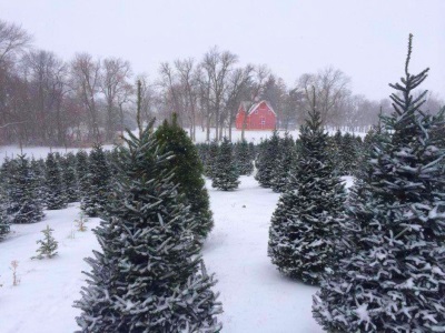 TreeFarm