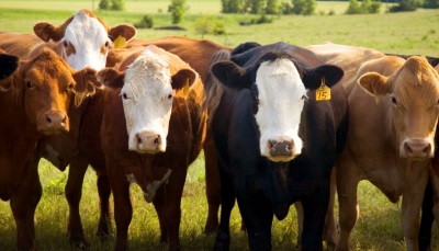 BeefCattle