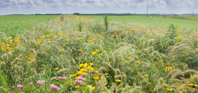 Prairie