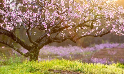 SpringTree